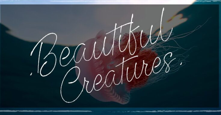 Beautiful Creatures Font Free Download